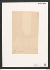 Navicula lyra var. fornicata A.Sch. (de-Toni-Nr.: Genus 1, Species 327) Zeichnungen Sammlung Grunow (NHMW-BOT-W0367135)